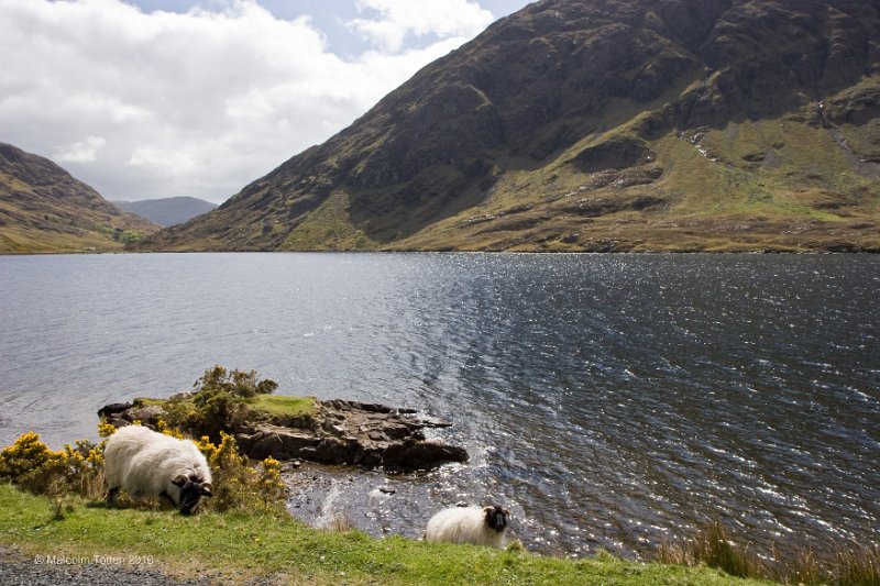 16. Sheep on the shore of Doo Lake.jpg
